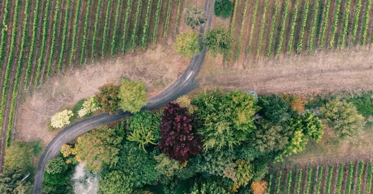 Découvrez les Routes du Vin à Travers le Monde