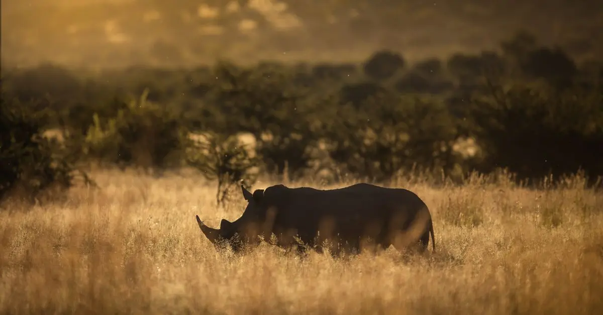 Safari en Afrique : Les Meilleures Destinations à Découvrir
