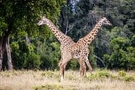 Selous, safaris d'exception