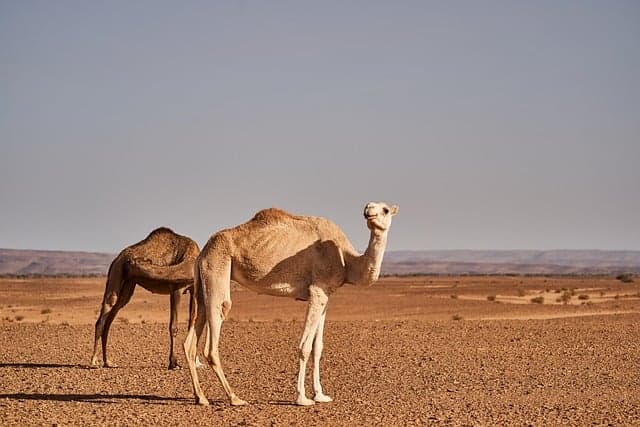 Les 10 Meilleures Destinations Écoresponsables pour Voyager Unique