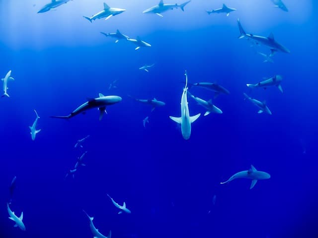 Les 5 Meilleures Expériences de Voyage Unique à Vivre