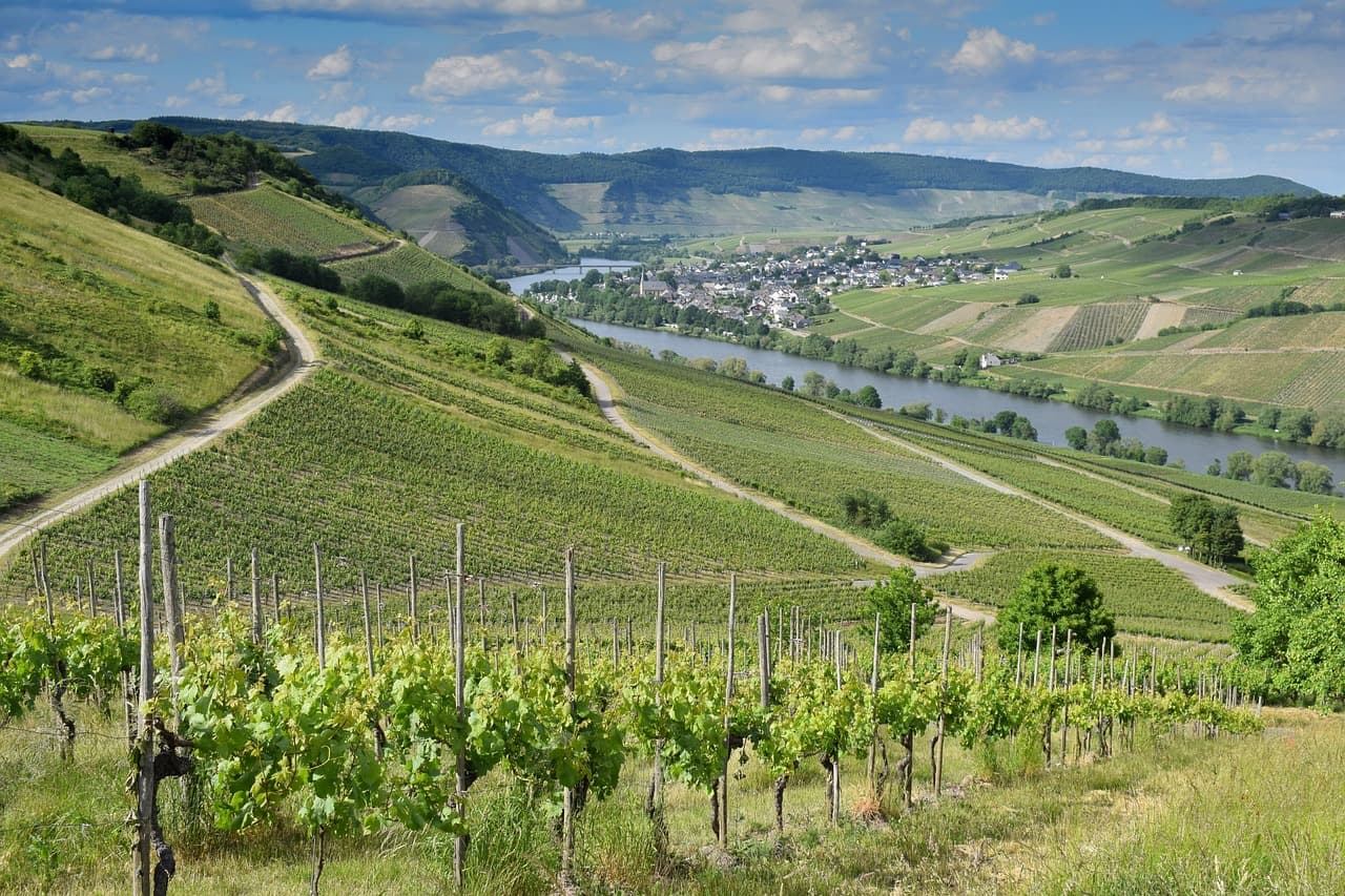 Les Meilleurs Vins à Découvrir lors de Vos Voyages Uniques